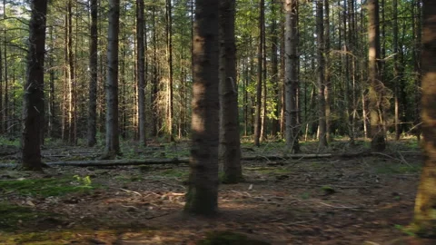 Pine forest at spring where sunset light shines through the trees. Stock Footage 219515035