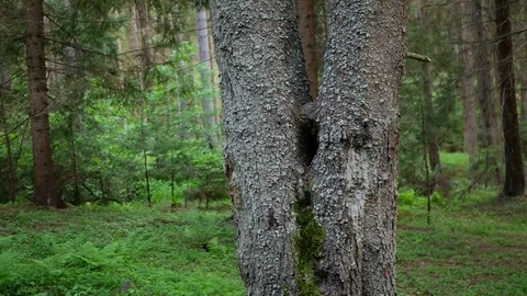 Pine forest at springtime pan shot Stock Footage 108824238