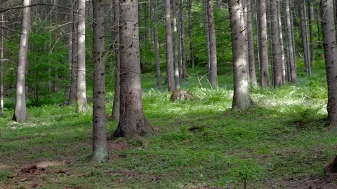 Pine forest at springtime pan shot Stock Footage 108824311