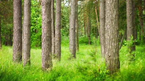 Pine forest. Static composition Vidéo 102106252
