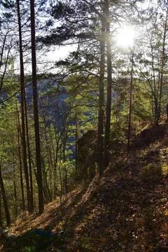 Pine forest on the steep autumn slopes of the Sylva river valley in the town  Stock Photos