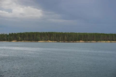 Pine forest on steep sandy shore of lake with dark opaque water and seagulls  Stock Photos