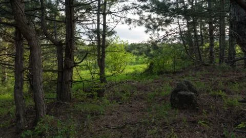 Pine forest with stone Stock Photos