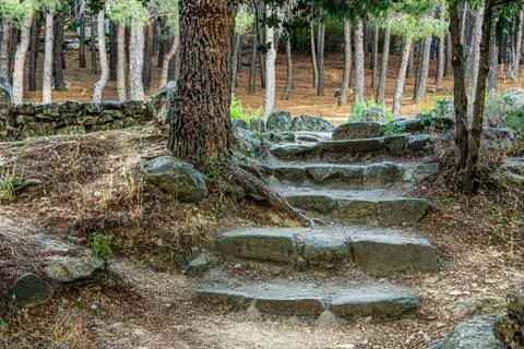 Pine forest with a stone staircase in the foreground. madrid Spain Stock Photos