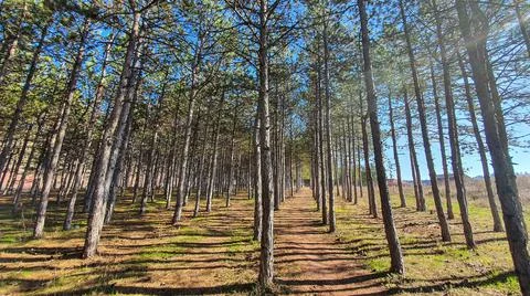 Pine forest suma Stock Photos