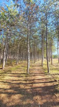 Pine forest suma vertikale Stock Photos