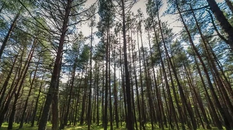 Pine forest in the summer 4k zoom in Stock Footage 50907725