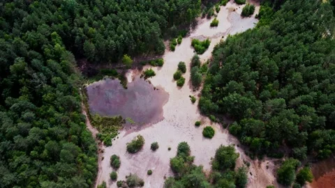 Pine forest in summer with colorful lakes. summer wild scenery. Drone footage Stock Footage 233333491