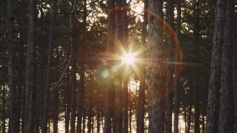 Pine forest in the summer at dawn between the trunks the rays of the sun shine Stock Footage 245481753