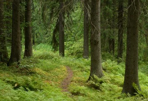 Pine forest at summer day. Stock Photos