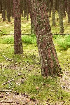 Pine forest on a summer day Foto stock