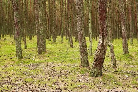 Pine forest on a summer day Stock Photos