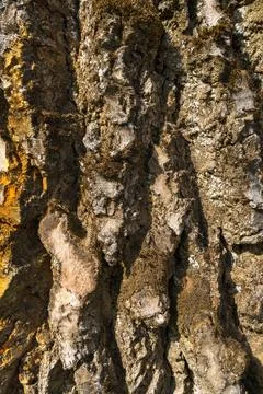 Pine forest on a summer day. Tree trunks close-up. The texture of tree bark.  Stock Photos