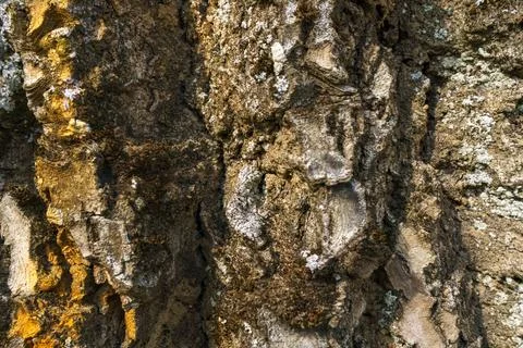 Pine forest on a summer day. Tree trunks close-up. The texture of tree bark.  Stock Photos