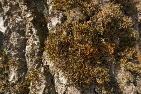 Pine forest on a summer day. Tree trunks close-up. The texture of tree bark.  Stock Photos