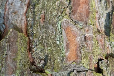 Pine forest on a summer day. Tree trunks close-up. The texture of tree bark.  Stock Photos