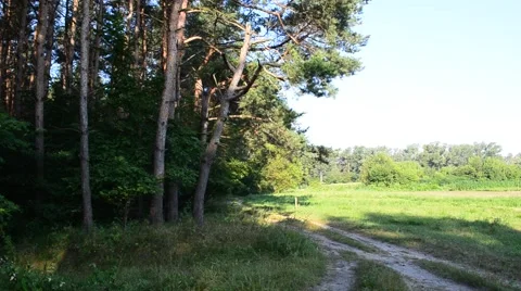 Pine forest in summer Stock Footage 65090538