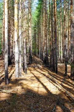 Pine forest in the summer growing in a row. Fotos Stock