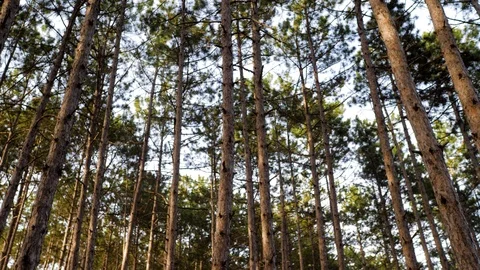 In a pine forest in the summer. High coniferous trees. 스톡 동영상 124396453