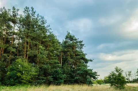  Pine forest in the summer Stock Photos