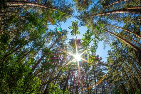 In the pine forest in summer Stock Photos
