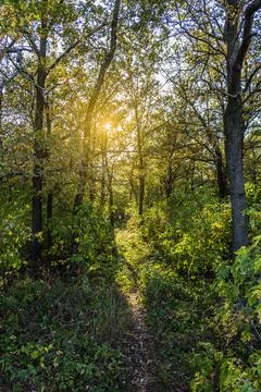 Pine forest in the summer Stock Photos