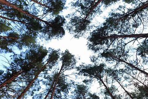 Pine forest in summer Stock Photos