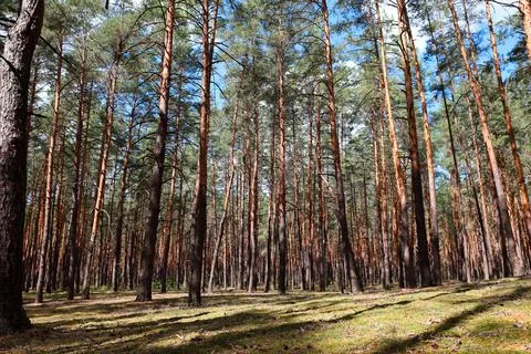 Pine forest in summer Stock Photos