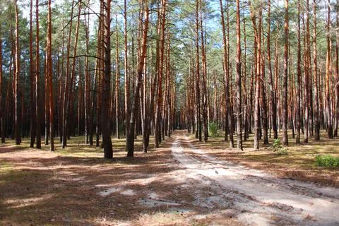 Pine forest in summer Stock Photos