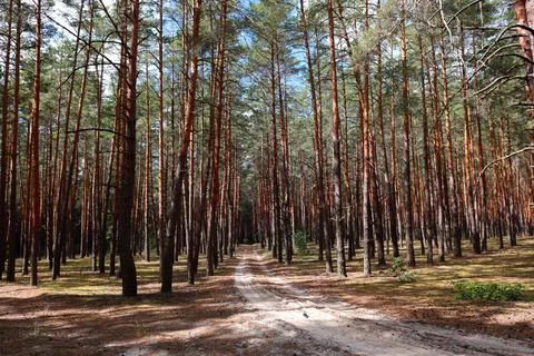 Pine forest in summer Stock Photos