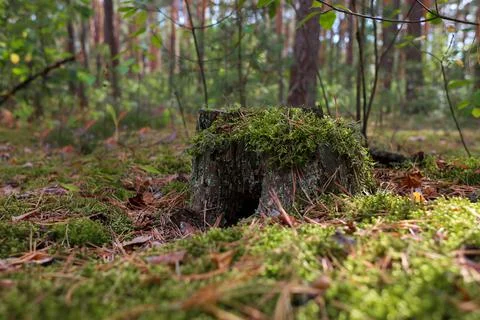 Pine forest in summer Foto stock