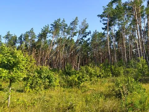 Pine forest in the summer Stock Photos