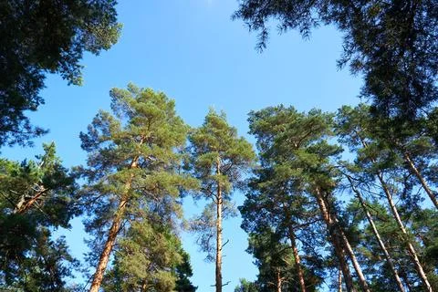 Pine forest in summer time. Blue skies and nice weather outside Stock Photos