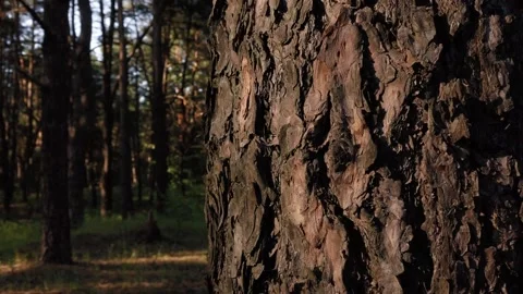 Pine forest in summer time. Stockbeeldmateriaal 132892578