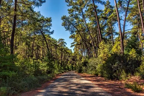 Pine forest in summer under clear blue skies Stock Photos