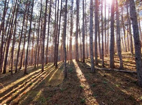 Pine forest in the sun, forest landscape Stock Photos