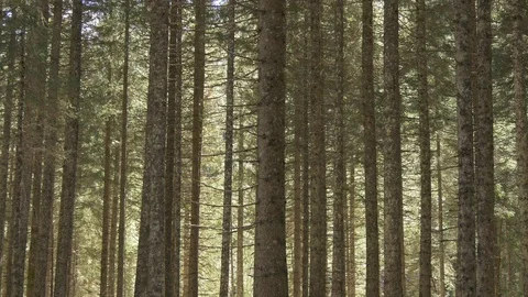 Pine forest in sun light Stock Footage 74228706