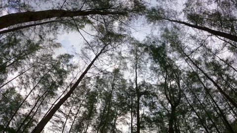 Pine forest with Sun light ray flare n bokeh sunbeam break through foliage Stock Footage 153668757