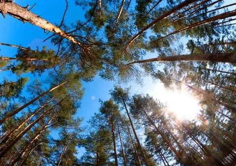 Pine forest sun Stock Photos