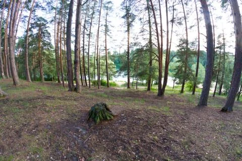 Pine forest with sun Stock Photos