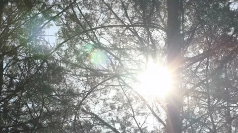 Pine forest with sun shining through the trees, dolly shot Stockbeeldmateriaal 25443764