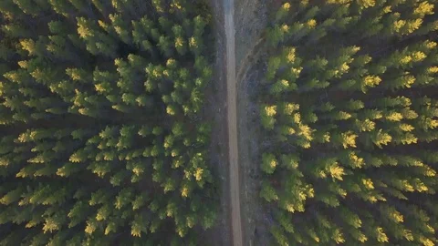 Pine Forest Sunlight Stock Footage 80749710