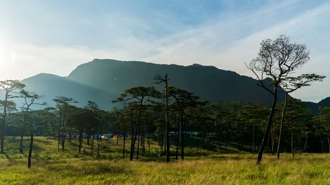 Pine forest with sunlight Stock Footage 99816917