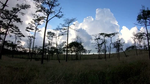 Pine forest with sunlight Video stock 99817410