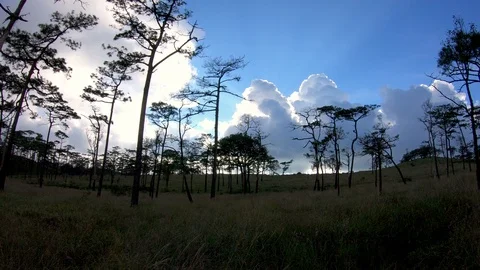 Pine forest with sunlight Video stock 99817548