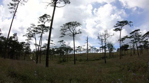 Pine forest with sunlight Stock Footage 99817723