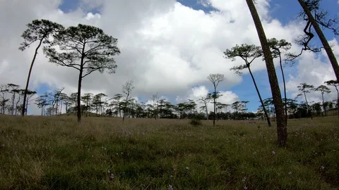 Pine forest with sunlight Stock Footage 99817900