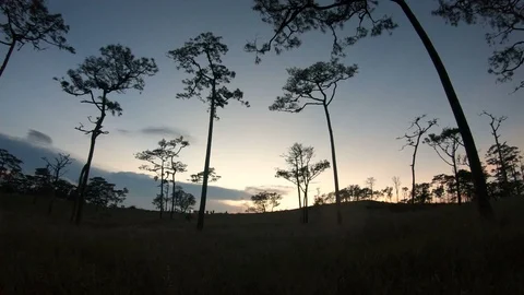 Pine forest with sunlight Stock Footage 99817992