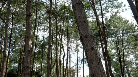 Pine forest with sunlight Stock Footage 119572674