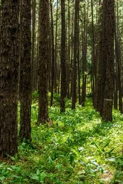 Pine forest in sunlight Foto stock